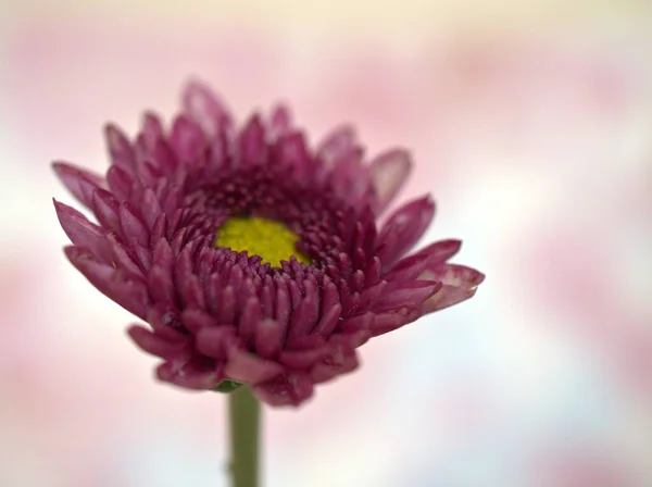 Nahaufnahme Lila Rosa Aster Chrysanthemen Blume Mit Hellem Rosa Verschwommenem — Stockfoto