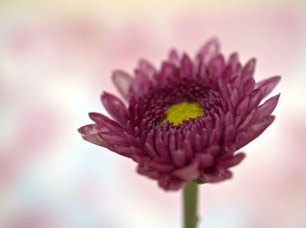 Gros Plan Violet Rose Aster Fleurs Chrysanthèmes Avec Fond Flou — Photo