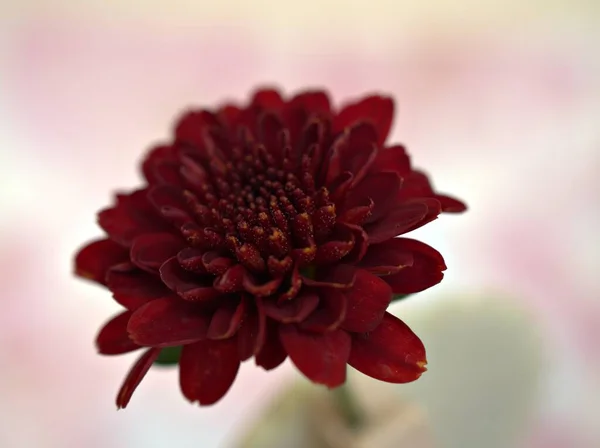 Närbild Röd Aster Krysantemum Blomma Med Ljusa Rosa Suddig Bakgrund — Stockfoto