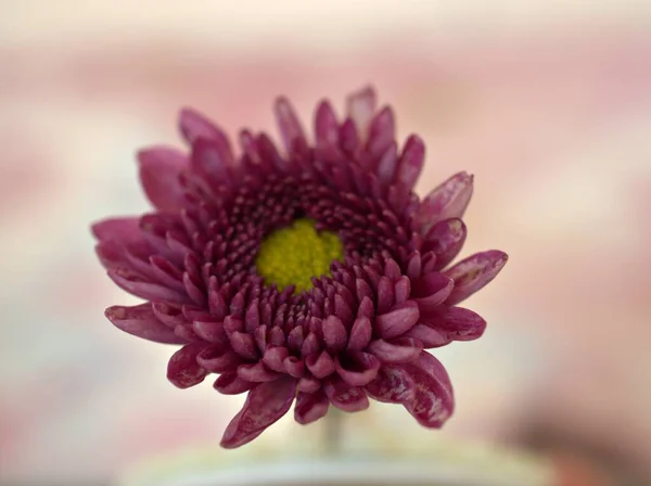Gros Plan Violet Rose Aster Fleurs Chrysanthèmes Avec Fond Flou — Photo