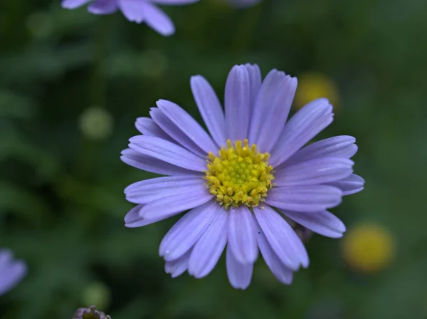 Closeup Purple Violet Petals Daisy Flowers Plants Garden Green Blurred — Stock Photo, Image