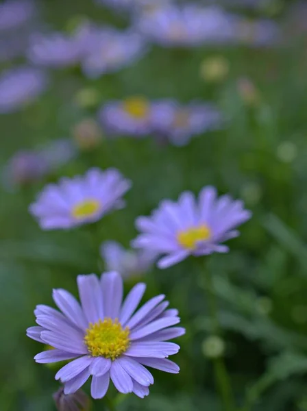 Detailní Fialové Okvětní Lístky Květů Sedmikrásky Zahradě Zeleným Rozmazaným Pozadím — Stock fotografie