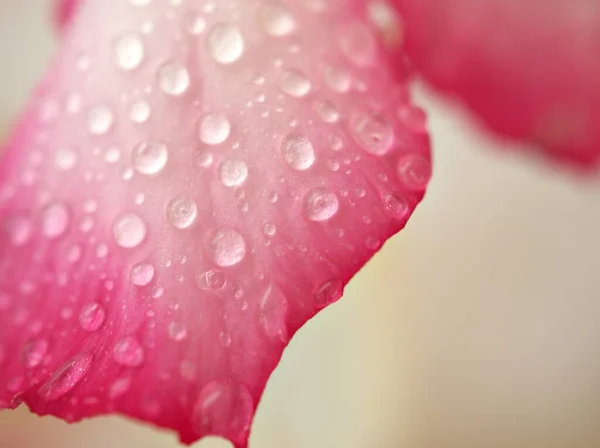 Çöl gülünün pembe yapraklarının üzerine yakın çekim su damlaları parlak bulanık arkaplan, makro görüntü, yumuşak odak, kart tasarımı için tatlı renk