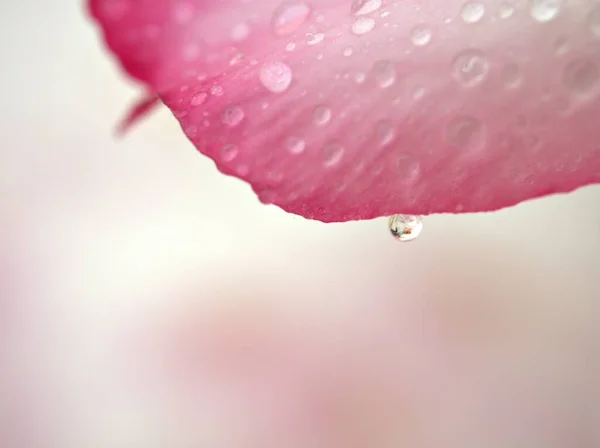 Nahaufnahme Wassertropfen Auf Rosafarbenen Blütenblättern Der Wüstenrosenblütenpflanze Mit Hellem Glatten — Stockfoto