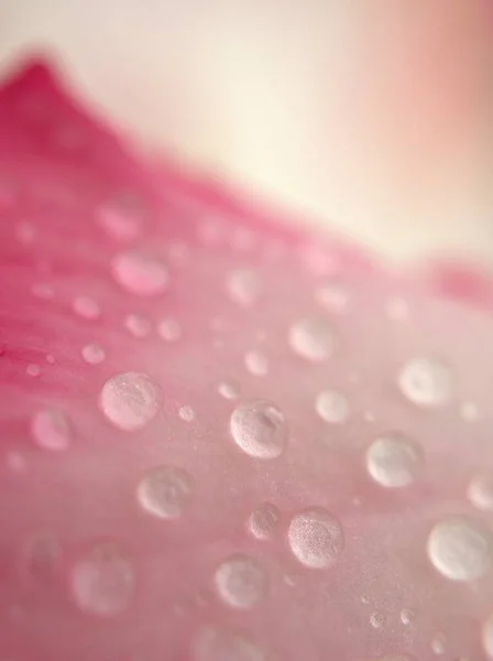 Κοντινές Σταγόνες Νερού Ροζ Πέταλα Ερήμου Τριαντάφυλλο Φυτό Φωτεινό Λείο — Φωτογραφία Αρχείου