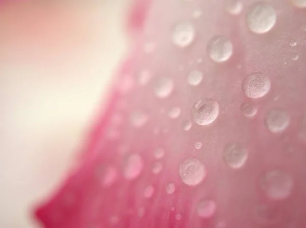 Κοντινές Σταγόνες Νερού Ροζ Πέταλα Ερήμου Τριαντάφυλλο Φυτό Φωτεινό Λείο — Φωτογραφία Αρχείου