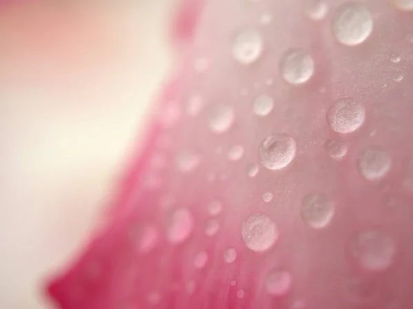 Gotas Close Água Pétalas Rosa Deserto Rosa Planta Flor Com — Fotografia de Stock