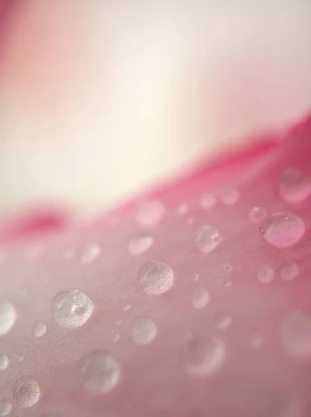 Primeros Planos Gotas Agua Pétalos Rosados Planta Flor Rosa Del — Foto de Stock