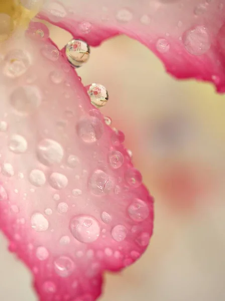 Closeup Drops Water Pink Petals Desert Rose Flower Plant Bright — Stock Photo, Image