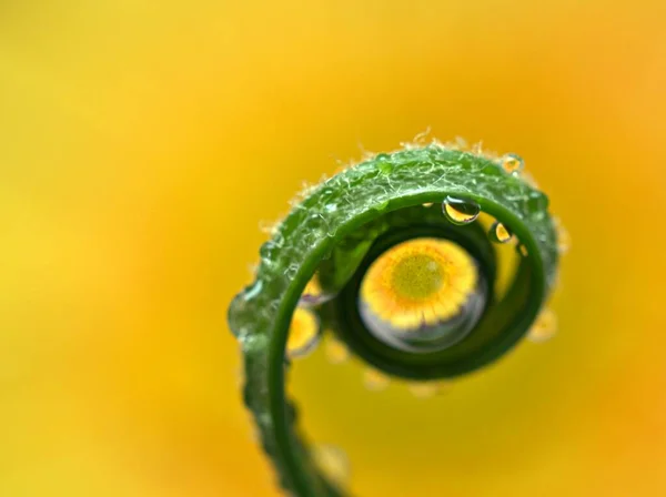 연지벌레의 초록색 잎에는 연분홍색 노란색 배경은 매크로 이미지 디자인을 색깔이 — 스톡 사진