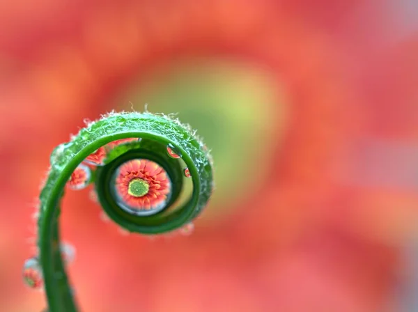 Closeup Σταγόνες Νερό Πράσινο Φύλλο Των Φυτών Φτέρη Κόκκινο Πορτοκαλί — Φωτογραφία Αρχείου