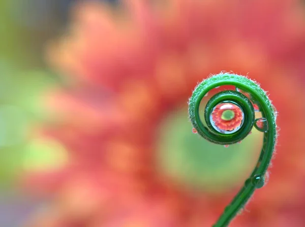 Yeşil eğrelti otu yaprağına kırmızı turuncu çiçekli su damlaları bulanık sarı arkaplan, makro görüntü, kart tasarımı için tatlı renk