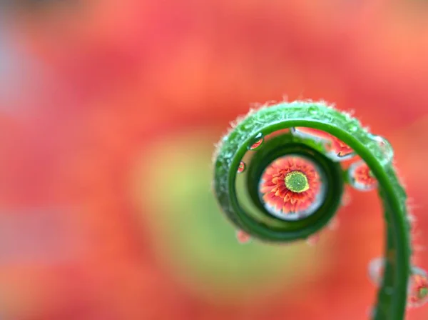 赤いオレンジ色のピンクの花の緑の葉の上にクローズアップ水が落ちる黄色の背景 マクロ画像 カードデザインのための甘い色 — ストック写真