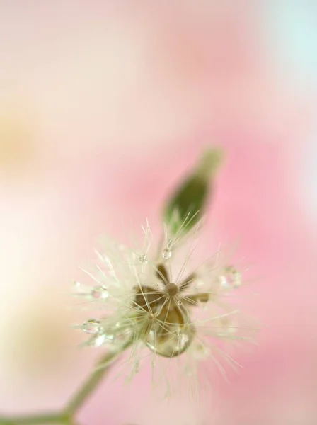 タンポポ の白い種を緑色の背景で閉じて マクロ画像をぼかす 庭の花 甘い色 柔らかい焦点 自然の中でマクロ花をぼかす 白い花に水滴 — ストック写真