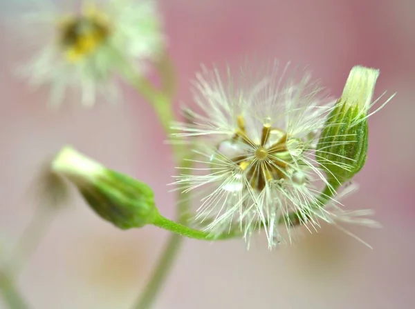 Çiçeğin Yakın Plan Beyaz Tohumları Karahindiba Yeşil Bulanık Arka Plan — Stok fotoğraf