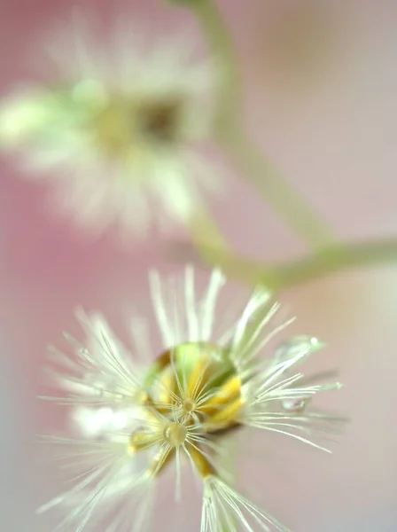 Gros Plans Graines Blanches Fleur Pissenlit Avec Fond Vert Flou — Photo