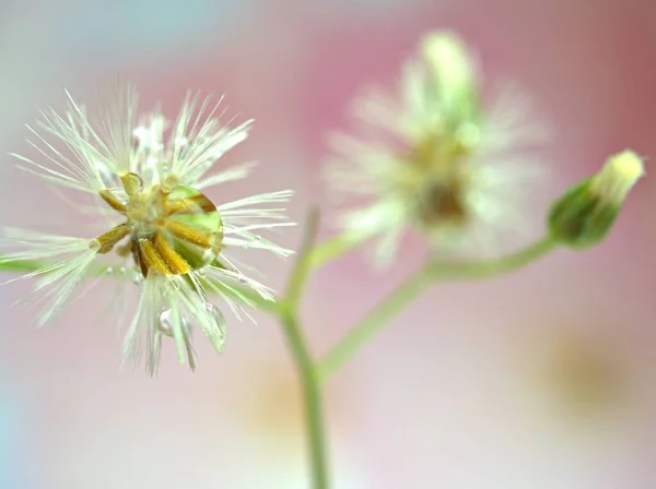 Gros Plans Graines Blanches Fleur Pissenlit Avec Fond Vert Flou — Photo