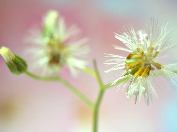 Κοντινό Πλάνο Λευκοί Σπόροι Του Λουλουδιού Πικραλίδα Πράσινο Θολή Φόντο — Φωτογραφία Αρχείου