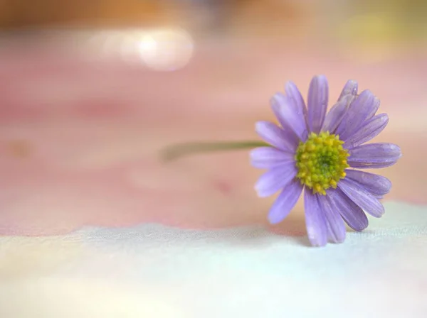 Nahaufnahme Lila Gänseblümchen Blume Mit Weiß Rosa Verschwommenem Hintergrund Süße — Stockfoto