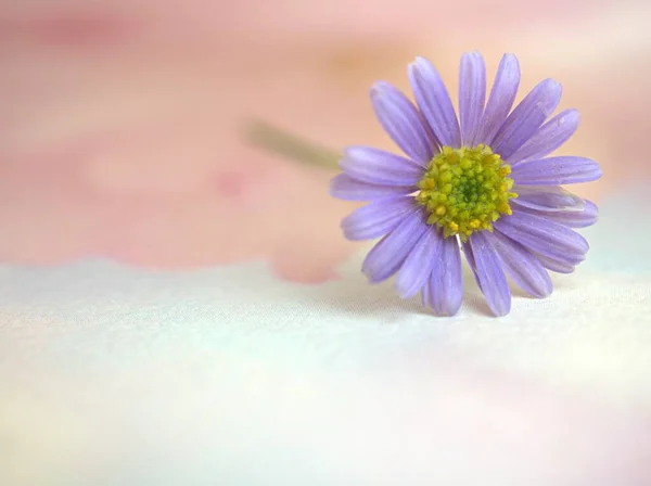 Kapalı mor papatya çiçeği, beyaz pembe bulanık arkaplan, kart tasarımı için tatlı renk, makro resim 