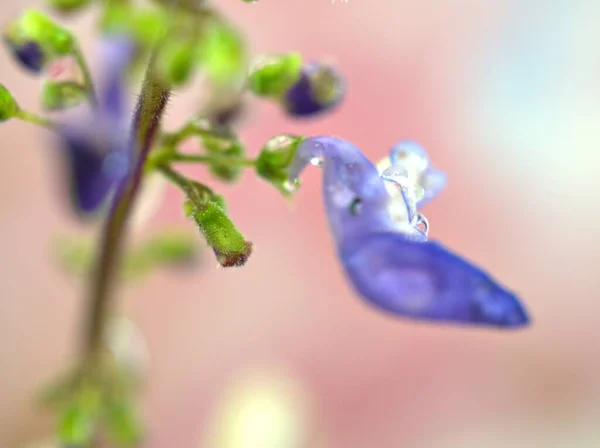 Zbliżenie Niebieski Fioletowy Płatki Roślin Kwiatowych Kroplami Wody Różowy Niewyraźne — Zdjęcie stockowe