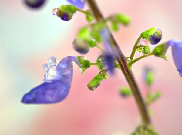 Close Blauwe Paarse Bloemblaadjes Van Bloemplanten Met Waterdruppels Roze Wazig — Stockfoto