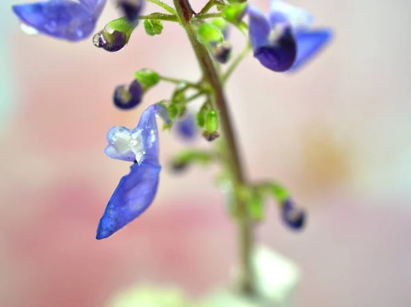 Zbliżenie Niebieski Fioletowy Płatki Roślin Kwiatowych Kroplami Wody Różowy Niewyraźne — Zdjęcie stockowe