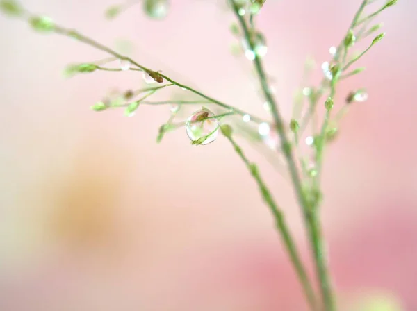Nahaufnahme Wassertropfen Auf Pflanze Löwenzahn Mit Rosa Verschwommenem Hintergrund Süße — Stockfoto