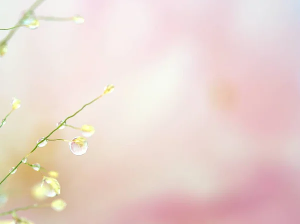 Primeros Planos Gotas Agua Planta Diente León Con Fondo Rosa — Foto de Stock