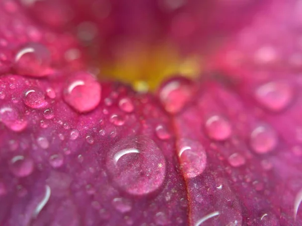 Primer Plano Rosa Pétalos Rojos Flor Petunia Con Gotas Agua — Foto de Stock