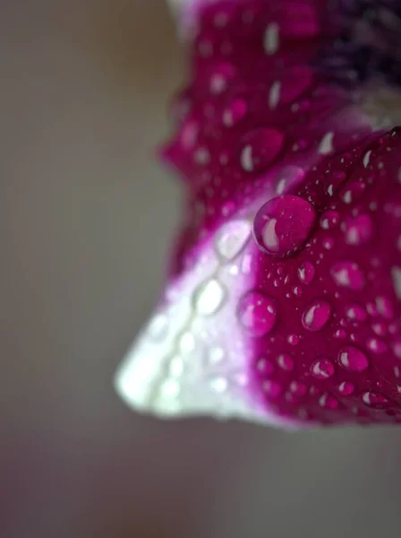 Primer Plano Rosa Pétalos Rojos Flor Petunia Con Gotas Agua — Foto de Stock