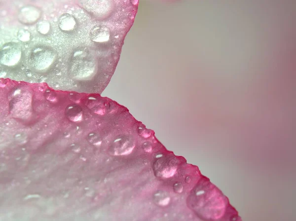 Detailní Kapky Vody Bílé Růžové Okvětní Lístky Pouště Růže Květina — Stock fotografie