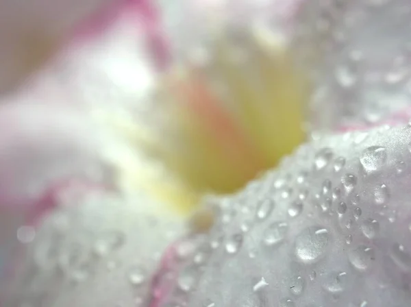 Closeup Drops Water White Pink Petals Desert Rose Flower Plant — Stock Photo, Image