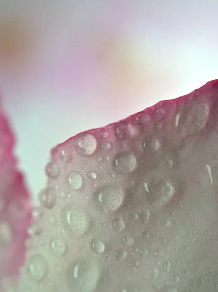 Closeup Drops Water White Pink Petals Desert Rose Flower Plant — Stock Photo, Image