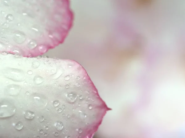 Κοντινές Σταγόνες Νερού Λευκά Ροζ Πέταλα Ερήμου Τριαντάφυλλο Φυτό Φωτεινό — Φωτογραφία Αρχείου