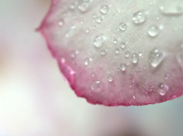 Közelkép Csepp Víz Fehér Rózsaszín Szirmok Sivatagi Rózsa Virág Növény — Stock Fotó