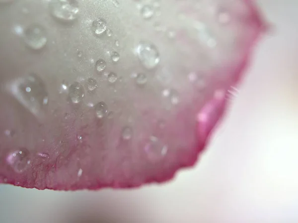 Closeup Drops Water White Pink Petals Desert Rose Flower Plant — Stock Photo, Image