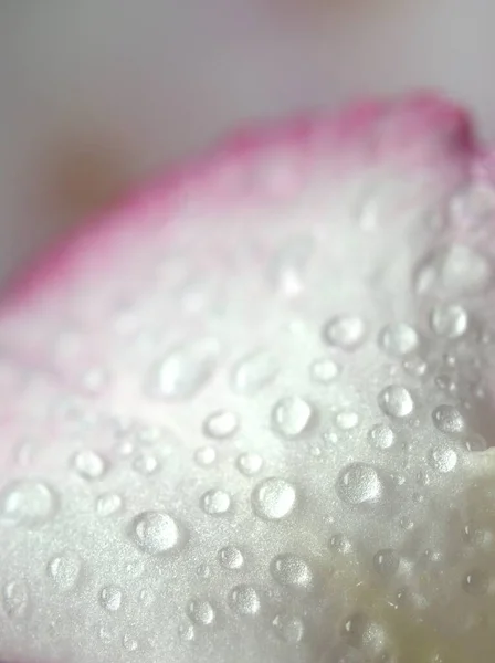Closeup Drops Water White Pink Petals Desert Rose Flower Plant — Stock Photo, Image