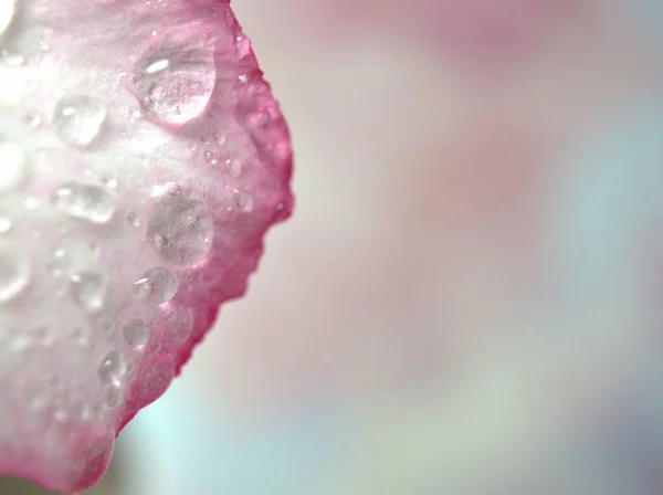 Closeup drops of water on white pink petals of desert rose flower plant with bright smooth blurred background ,macro image ,soft focus ,sweet color for card design