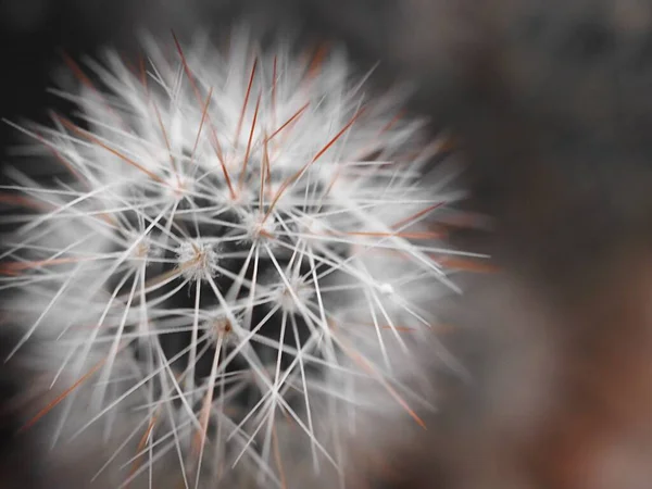 Closeup Blur Macro Cactus Succulent Desert Plant Ασπρόμαυρη Εικόνα Και — Φωτογραφία Αρχείου