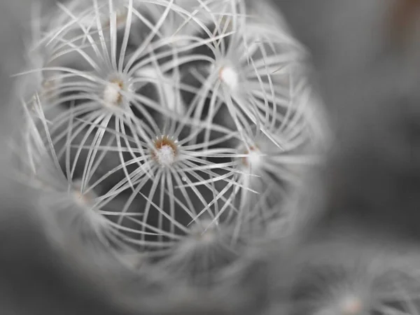 Gros Plan Flou Macro Cactus Plante Succulente Désert Noir Blanc — Photo