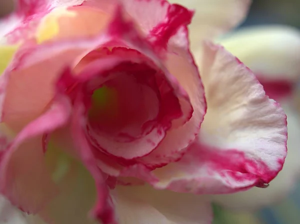 Крупный План Белые Розовые Лепестки Пустыни Розовый Цветок Капли Растениях — стоковое фото