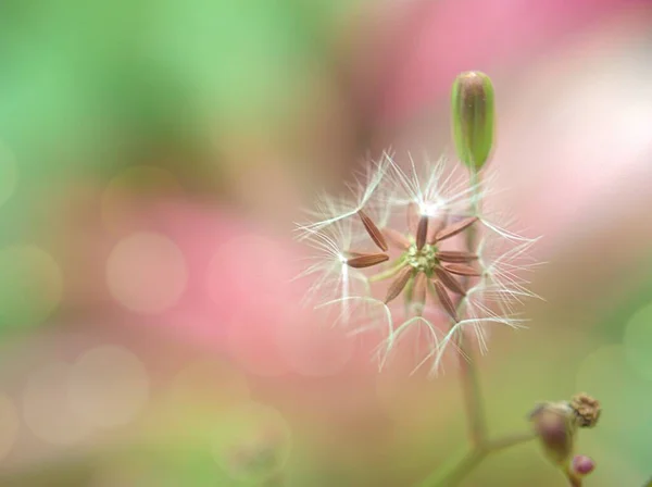 Gros Plans Pétales Jaunes Fausse Barbe Orientale Youngia Japonica Plantes — Photo