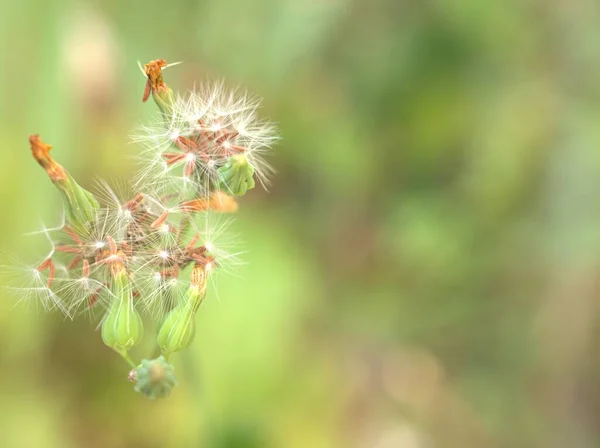 Gros Plans Pétales Jaunes Fausse Barbe Orientale Youngia Japonica Plantes — Photo