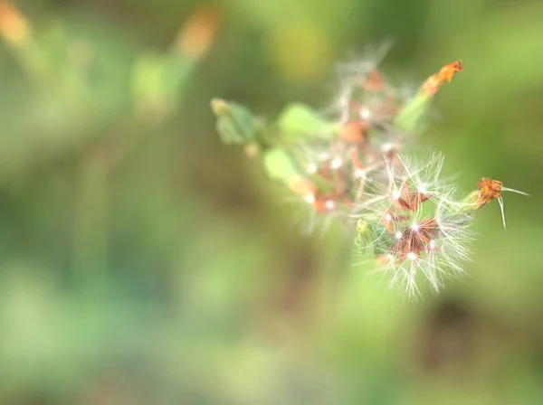 Närbild Gula Kronblad Orientalisk Falskt Höskägg Youngia Japonica Blomma Växter — Stockfoto