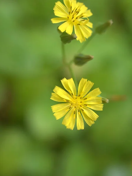 Szekrény Sárga Szirmok Keleti Álsólyomszakáll Youngia Japonica Virág Növények Kertben — Stock Fotó