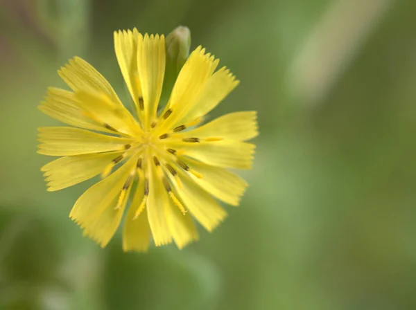 Detailní Žluté Okvětní Lístky Orientální Falešné Jestřábí Vousy Youngia Japonica — Stock fotografie