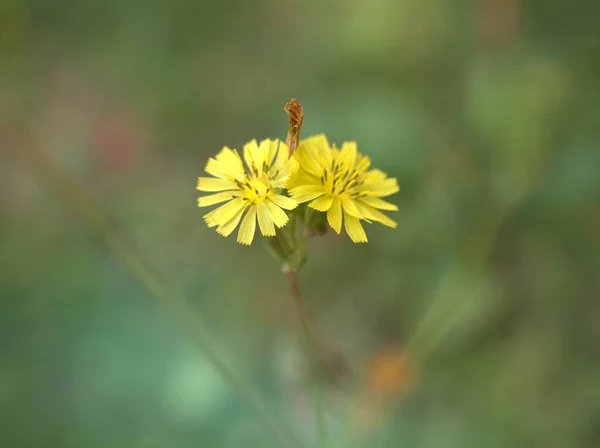 Närbild Gula Kronblad Orientalisk Falskt Höskägg Youngia Japonica Blomma Växter — Stockfoto