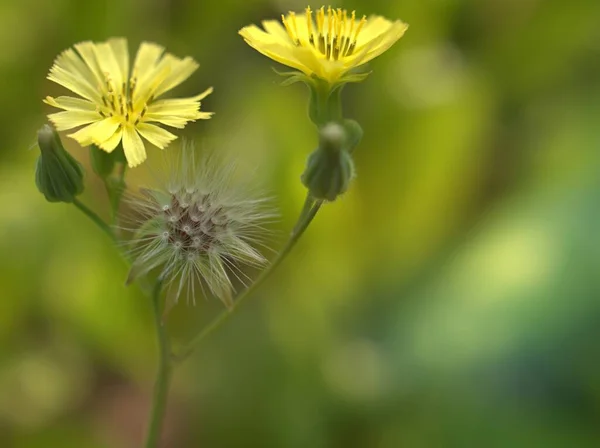 Close Gele Bloemblaadjes Van Oosterse Valse Havikbaard Youngia Japonica Bloemplanten — Stockfoto