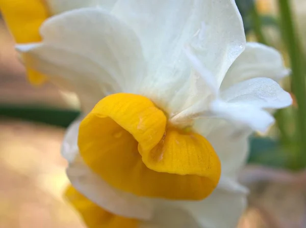 Fechar Molho Pétalas Brancas Floresceu Narciso Jardim Borrada Imagem Macro — Fotografia de Stock